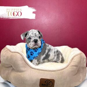 French Bulldog Puppies for Sale Miami