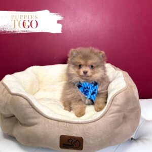 Pomeranian puppies sale Miami M Chocolate/Tan #6398