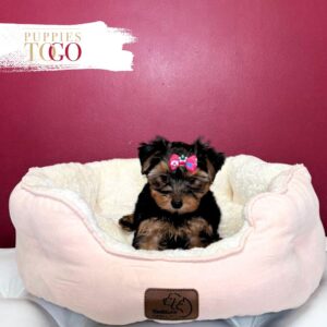 Yorkshire Terrier Puppies Sale Miami F Black/Tan #4684