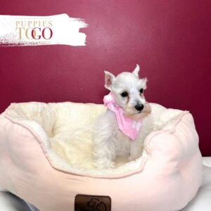 Mini Schnauzer puppies for sale Miami F White #5542