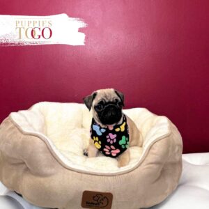 PUG For Sale Miami