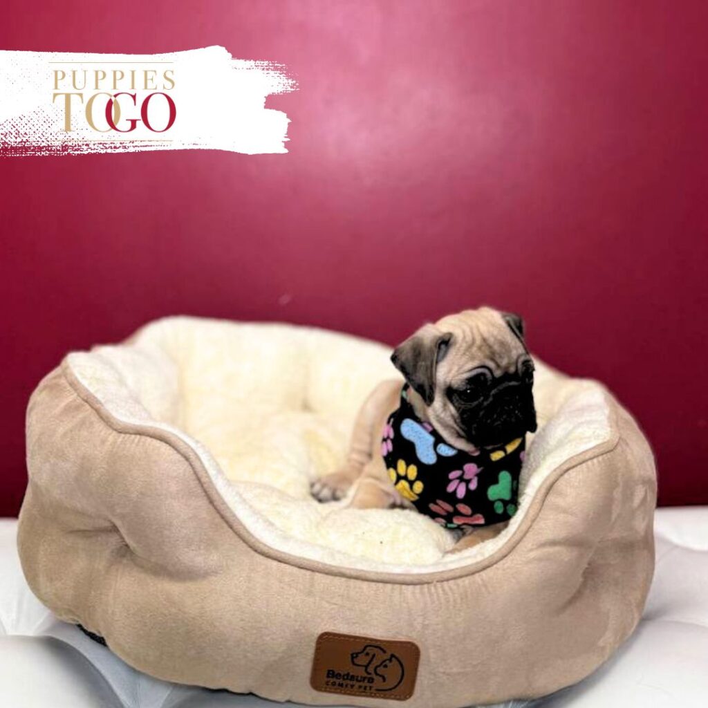 PUG For Sale Miami