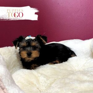 Yorkshire Terrier Puppies Miami For Sale F Black/Tan #4914