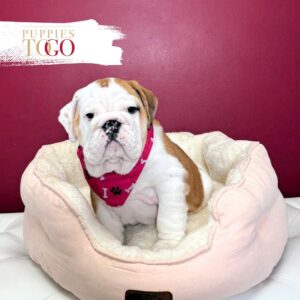 English Bulldog Puppy in Miami F Fawn/White #2662