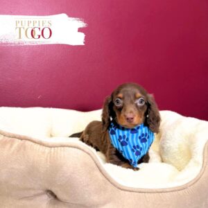 Dashhund puppies for sale miami
