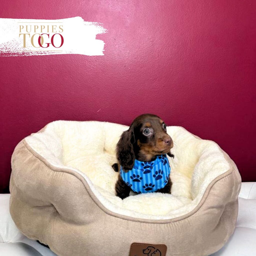 Dashhund puppies for sale miami