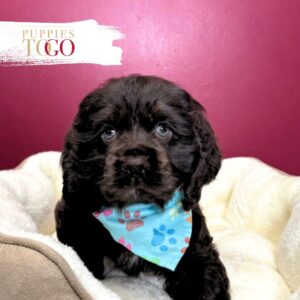 Cocker Spaniel Companion Puppies
