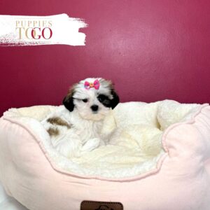 Shih Tzu for sale at Puppies F Brown/White #6905
