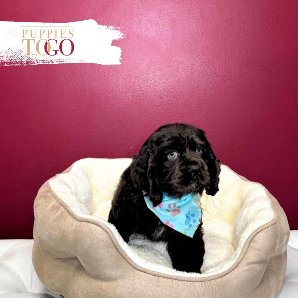 Cocker Spaniel Companion Puppies