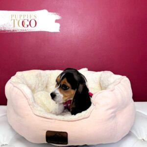 Beagle Puppies for Sale F Black/Tan/White #6370