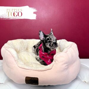 French Bulldogs Puppy Near Me F Blue Merle #5922