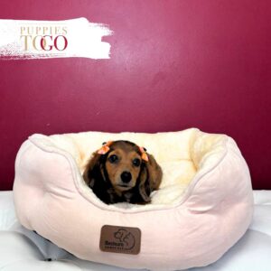 Dachshund Puppies for Sale Dapple F #2643