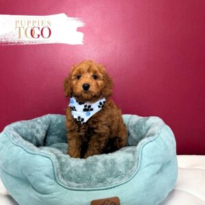 Mini GoldelDoodle for sale Miami M Red #9740