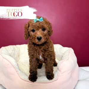 MiniGoldelDoodle for sale Miami