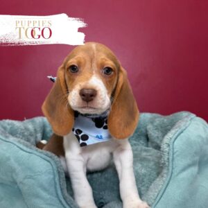 Beagle Puppies for Sale M Chocolate/Tan/White #5891
