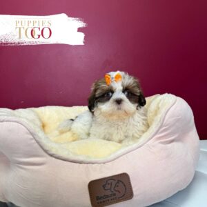 Shih Tzu for sale at Puppies F White/Gold #3995