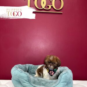 Shih Tzu for sale at Puppies M Liver/White #0317