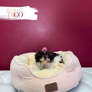 Shih Tzu for sale at Puppies F Liver/White #3987