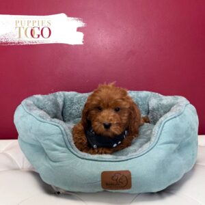 Mini GoldelDoodle for sale Miami M Red #4951