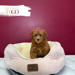Mini GoldelDoodle Puppies Sale Miami F Red/White marking #4943