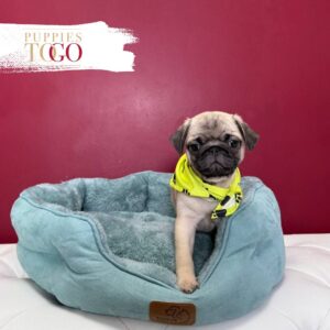 PUG M Fawn #3745
