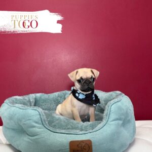 PUG For Sale Miami M Fawn #6286