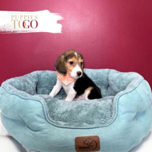 Beaglier Puppies for Sale Miami M Black/Tan/White #6339