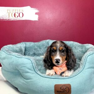 Dachshund Puppies Miami Sale M Blue/White Piebald #7980