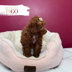 Poodle Puppy to Your Miami Home