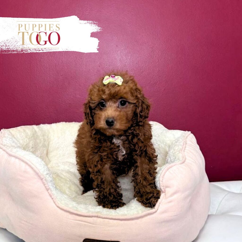 Poodle Puppy to Your Miami Home