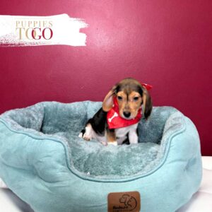 Beagle Puppies for Sale M Black/Tan/White #6340