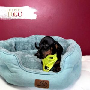 Dashhund puppies for sale miami M Black/Tan #3897