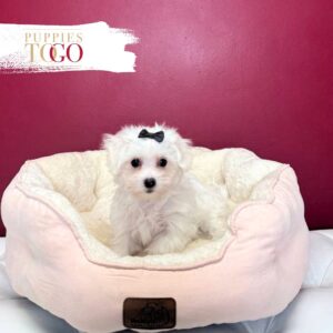 Maltese puppies for sale Miami