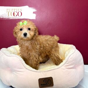 Poodle Puppies for Sale F Red #6927