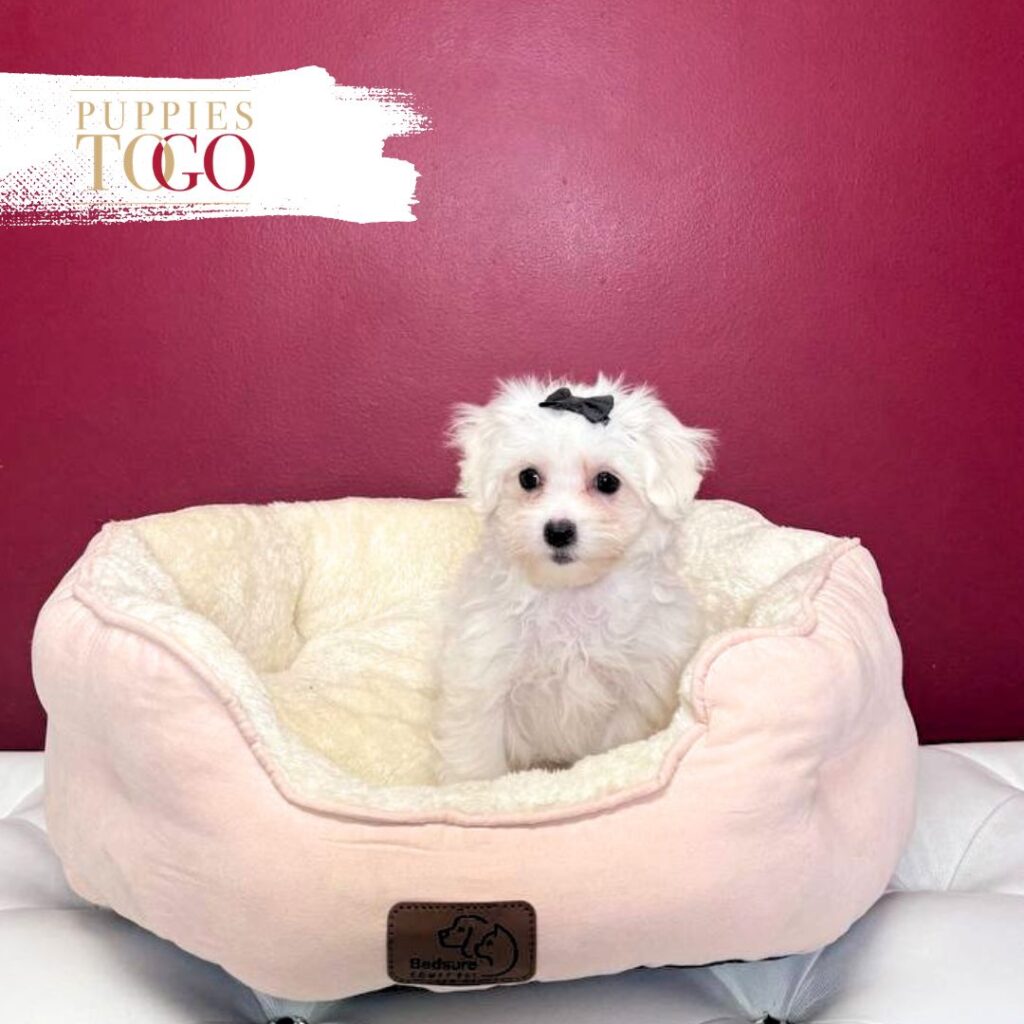 Maltese puppies for sale Miami
