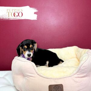 Beagle Puppies for Sale F Black/Tan/White #6341
