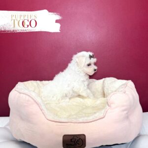 Maltese for sale Puppies