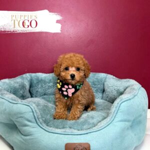 Poodle Puppies for Sale M Red #7951