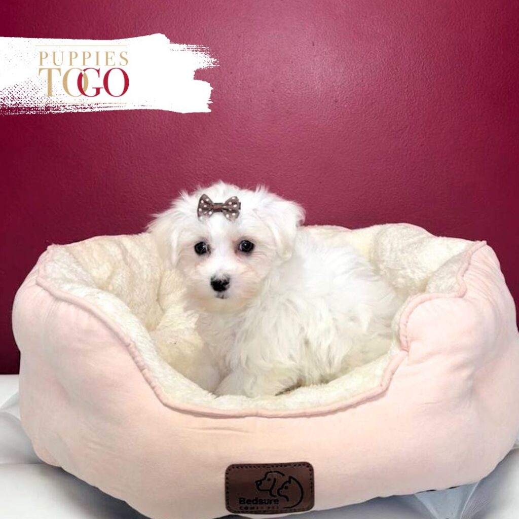 Maltese for sale Puppies