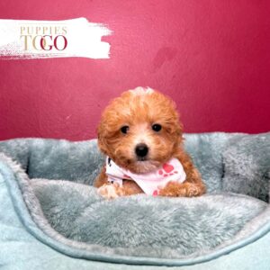 Poodle Puppy to Your Miami M Red/White marking #4490