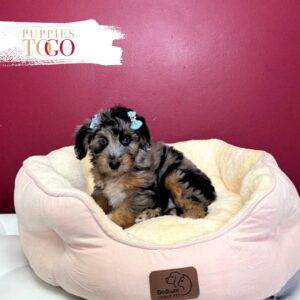 Mini Aussiedoodle Puppies Sale F Merle #4978