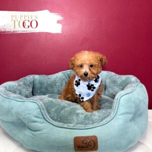 Poodle Puppies for Sale M Red #4487