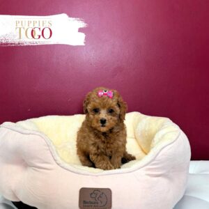 Poodle Puppy to Your Miami Home F Red #7952