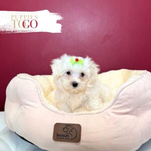 Maltese Puppies for Sale in Miami F White #3533