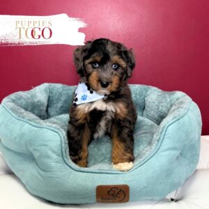 Mini Aussiedoodle Puppies Sale M Merle #4982