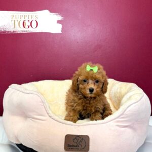 Poodle Puppies for Sale F Red #7958