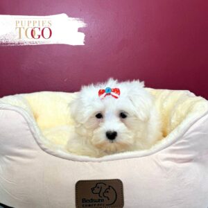 Maltese puppies for sale Miami F White #1608
