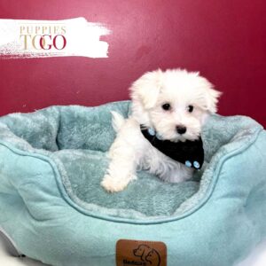 Maltese puppies for sale Miami M White #3535