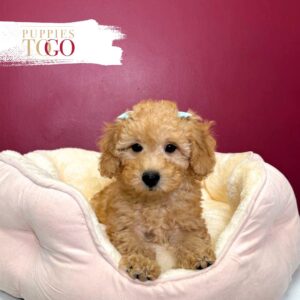 Mini GoldelDoodle for sale Miami F Red #3631