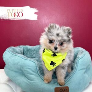 Pomeranian puppies sale Miami  M Blue/Tan Merle #8777